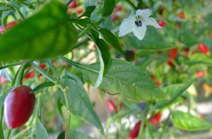Chilli 'Peri Peri'