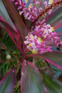 Cordyline terminalis