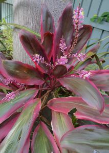 Cordyline terminalis