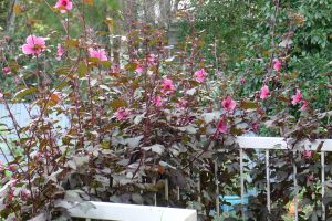 Cranberry Hibiscus, Hibiscus acetosella