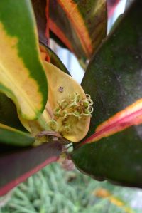 Croton, Codiaeum variegatum 'Gloriosa' male flowers
