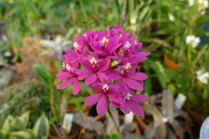 Crucifix orchid, Epidendrum