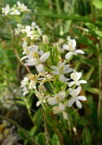 Crucifix orchid, Epidendrum
