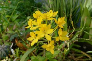 Crucifix orchid, Epidendrum