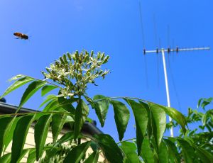 Honeybee visits curry leaf tree