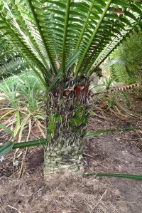 Dioon spinulosum