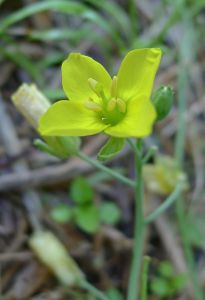 Diplotaxis tenuifolia