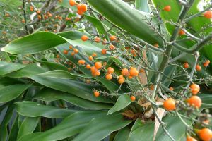Dracaena aletriformis fruit