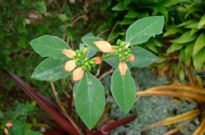 Euphorbia cyathophora