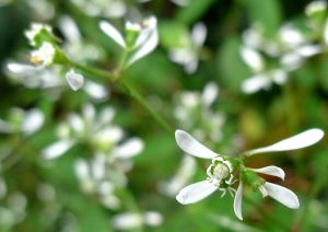 Euphorbia Diamond Ice