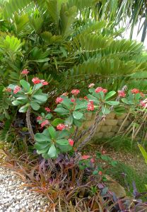 Euphorbia splendens