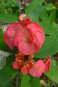 Euphorbia splendens 'Lipstick'