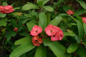 Euphorbia splendens 'Lipstick'