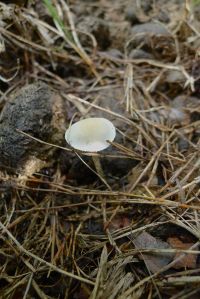 fungi sprout from camel dung