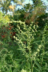 Huauzontle, Chenopodium berlandieri