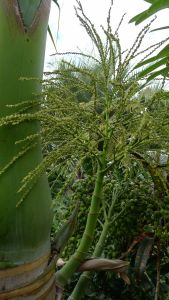 Hyophorbe lagenicaulis