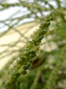 Hyophorbe lagenicaulis