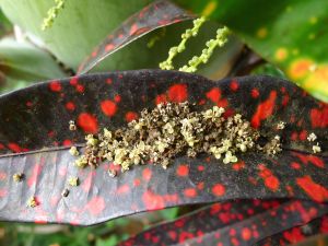 Hyophorbe lagenicaulis flowers on croton