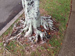 Despite their age, these figs are compact