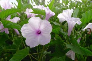 Ipomoea fistula