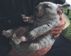 Southern hairy-nosed wombat ready for bedtime