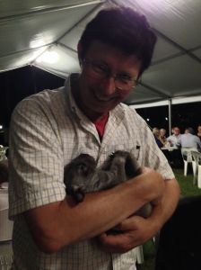 Southern hairy-nosed wombat