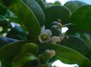 kaffir lime