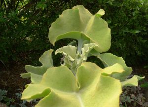 Kalanchoe beharensis