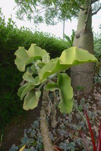 Kalanchoe beharensis