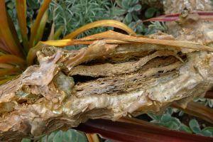 Kalanchoe beharensis