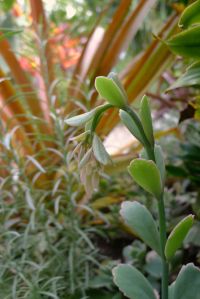 Kalanchoe fedtschenkoi 'Variegata'