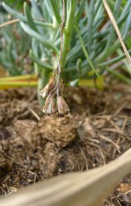 Kleinia serpens (syn. Kalanchoe)