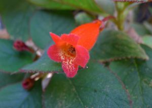 Kohleria eriantha