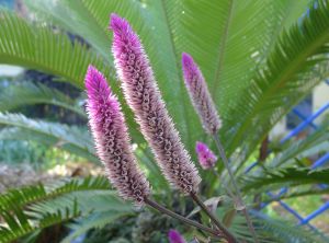 Lagos spinach, Celosia cristata