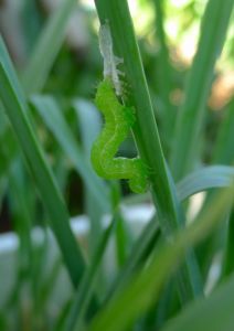 Looper caterpillar moults on leek