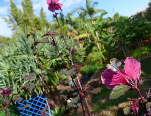 male zebra blue butterfly, Leptotes plinius, visits Hibiscus acetosella