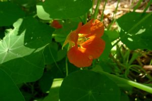 Nasturtium