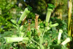 Nicotiana langsdorffii