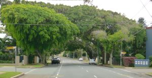 Green cathedral, Ficus benjamina