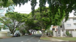 Urban forests make cities more habitable