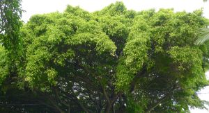 lush, leafy suburbs make real estate desirable