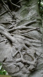 Weeping fig, Ficus benjamina