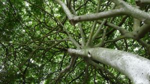 trees reduce summer heat by up to 7C