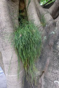 Fork fern, Psilotum nudum, thrives amongst fig trees