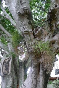 Fork fern, Psilotum nudum, thrives amongst fig trees
