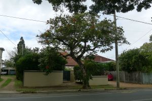 African tulip tree (Spathodea campanulata) is a pest species worth eliminating