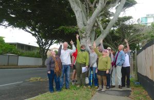 Local character: Redcliffe Tree Society loves its veteran figs