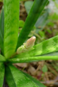 Sansevieria suffruticosa subsp. longituba