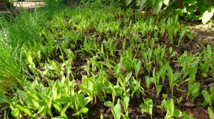 Corn (Zea mays) germinates in mid-winter in Brisbane's new climate