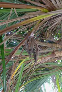 withered flower of female Pandanus cookii